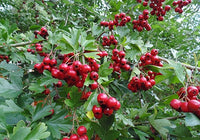 English Hawthorn (Crataegus laevigata)