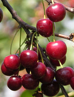 English Morello Cherry