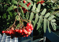 European Mountain Ash (Sorbus acuparia)