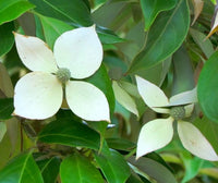 Evergreen Dogwood (Cornus capitata)