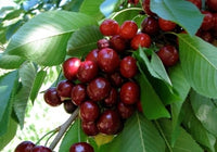 Bing Cherry