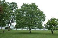 Idaho Carpathian Walnut