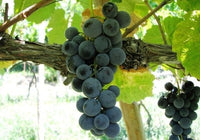 Venus Grape