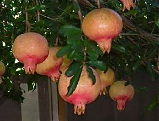 Cutting Wood of Pomegranate - Fleishmann