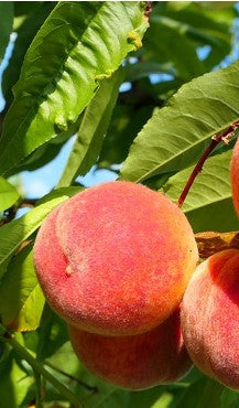 FlordaPrince Peach