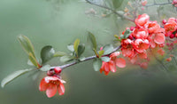 Tanechka™ Flowering Quince