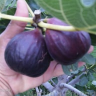 Marrabout Fig
