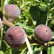 Emalyn's Purple Fig