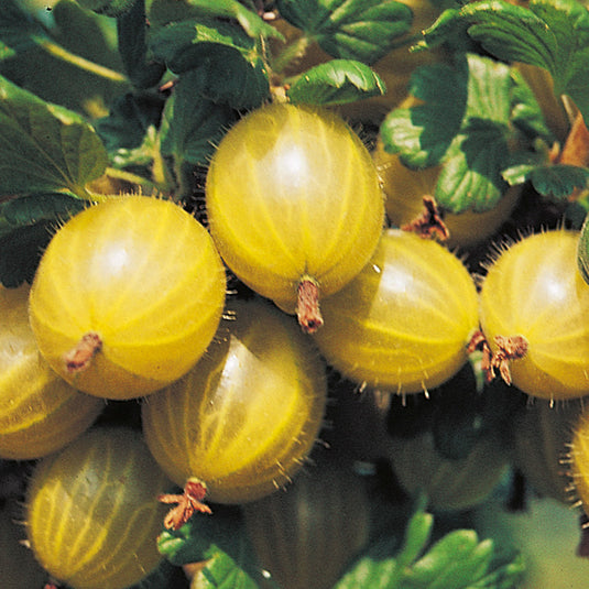 Hinnamaki Yellow Gooseberry (Ribes uva-crispa)