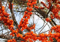 Frugana Sea Berry (Hippophae rhamnoides)