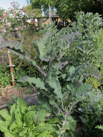 Dino Tree Kale 