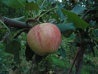 Gala Apple