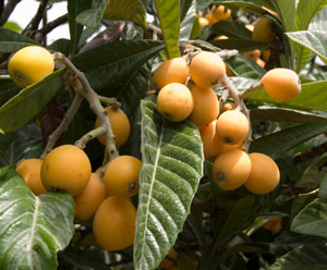 Load image into Gallery viewer, Gold Nugget Seedling Loquat 4 Plant Special
