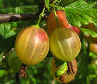 Champion Gooseberry