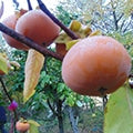 Fuyu Giant Oriental Persimmon