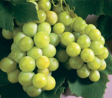 Niagra Grape