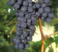 Fredonia Seedless Grape