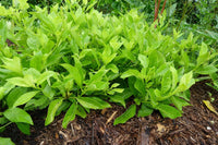 Longevity Spinach