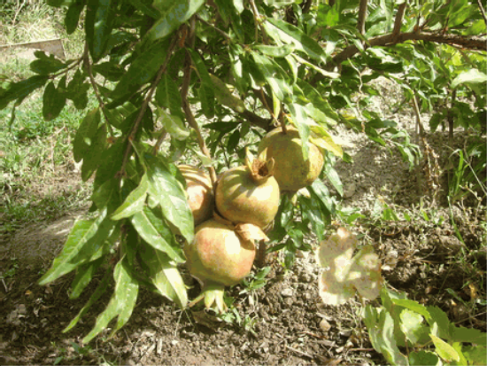 Load image into Gallery viewer, Haku-Botan Pomegranate
