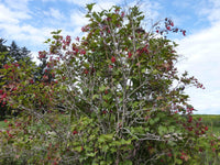 American Highbush Cranberry