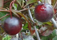 Hoops Red Leaved Cherry Plum (Prunus cerasifera)