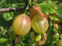 Houghton Gooseberry