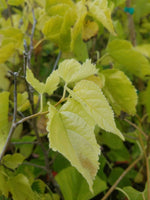 Illinois Everbearing Mulberry (Morus rubra)