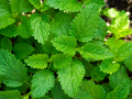 Lemon Balm