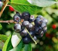 McKenzie Aronia