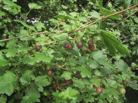 Glendale Gooseberry