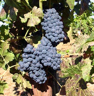 Muscat Black Grape