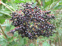 Cutting Wood of Elderberry - Samdal