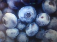 Brunswick Blueberry