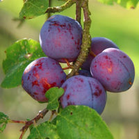 Imperial Epinuese Plum