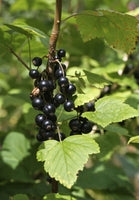 Jostaberry Currant