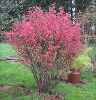 King Edward Ornamental Currant