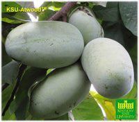 KSU-Atwood Pawpaw (Asimina triloba)