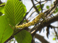 White Alder 3 Plant Special  (5gal)