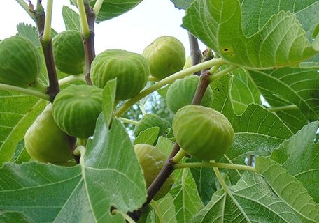 Latturula (Italian Honey Fig)