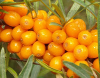 Leikora Sea Berry (Hippophae rhamnoides)