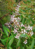 Lemon Verbena