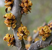 Male Sea Berry (Hippophae rhamnoides)