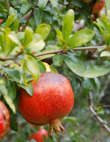 Cutting Wood of Pomegranate - Medovyi Vasha