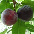 Methley Plum