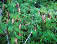 Silk Tree- Mimosa (Albizia julibrissin)