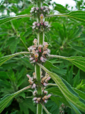 Motherwort (Leonurus cardiaca)