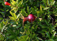 Nana Dwarf (Punica granatum 'Nana')