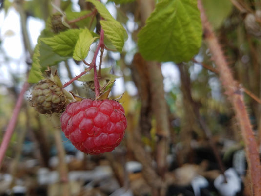 Newburgh Red Raspberry