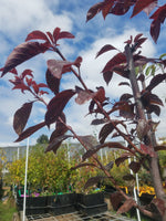 Nichol's Red Leaf Japanese Plum