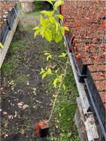 Osage Orange (Maclura pomifera)